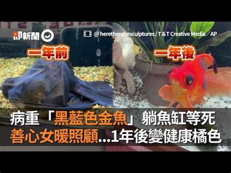 黑牡丹金魚壽命|你養的金魚能活多久？影響金魚壽命的幾個因素